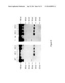 MICE THAT MAKE HEAVY CHAIN ANTIBODIES diagram and image