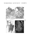 METHOD FOR PRODUCING TISSUE AND ORGAN diagram and image