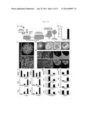 METHOD FOR PRODUCING TISSUE AND ORGAN diagram and image