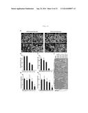 METHOD FOR PRODUCING TISSUE AND ORGAN diagram and image