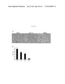 METHOD FOR PRODUCING TISSUE AND ORGAN diagram and image