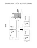 TARGETING REGULATORY T CELLS WITH HETERODIMERIC PROTEINS diagram and image