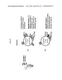 TARGETING REGULATORY T CELLS WITH HETERODIMERIC PROTEINS diagram and image