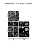 COMPOSITIONS AND METHODS FOR INDUCTION AND MODULATION OF ANGIOGENESIS AND     METHODS AND ASSAYS FOR IDENTIFYING ANGIOGENESIS MODULATORS diagram and image