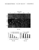 COMPOSITIONS AND METHODS FOR INDUCTION AND MODULATION OF ANGIOGENESIS AND     METHODS AND ASSAYS FOR IDENTIFYING ANGIOGENESIS MODULATORS diagram and image