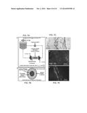 COMPOSITIONS AND METHODS FOR INDUCTION AND MODULATION OF ANGIOGENESIS AND     METHODS AND ASSAYS FOR IDENTIFYING ANGIOGENESIS MODULATORS diagram and image