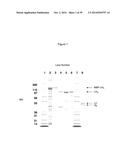 NON-CYTOTOXIC PROTEIN CONJUGATES diagram and image