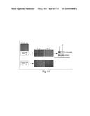 TREATING CANCER WITH HSP90 INHIBITORY COMPOUNDS diagram and image