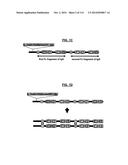 POLYPEPTIDES COMPRISING Fc FRAGMENTS OF IMMUNOGLOBULIN G (IgG) AND METHODS     OF USING THE SAME diagram and image