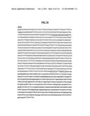 POLYPEPTIDES COMPRISING Fc FRAGMENTS OF IMMUNOGLOBULIN G (IgG) AND METHODS     OF USING THE SAME diagram and image