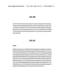 POLYPEPTIDES COMPRISING Fc FRAGMENTS OF IMMUNOGLOBULIN G (IgG) AND METHODS     OF USING THE SAME diagram and image