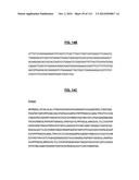 POLYPEPTIDES COMPRISING Fc FRAGMENTS OF IMMUNOGLOBULIN G (IgG) AND METHODS     OF USING THE SAME diagram and image