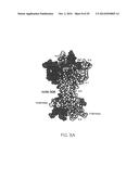 ANTI-NGF ANTIBODIES FOR THE TREATMENT OF VARIOUS DISORDERS diagram and image