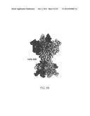 ANTI-NGF ANTIBODIES FOR THE TREATMENT OF VARIOUS DISORDERS diagram and image