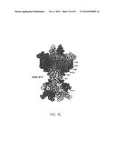 ANTI-NGF ANTIBODIES FOR THE TREATMENT OF VARIOUS DISORDERS diagram and image