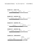 HETEROLOGOUS EXPRESSION OF NEISSERIAL PROTEINS diagram and image