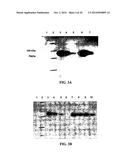 Expression of Protective Antigens in Transgenic Chloroplasts and the     Production of Improved Vaccines diagram and image