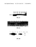 Expression of Protective Antigens in Transgenic Chloroplasts and the     Production of Improved Vaccines diagram and image