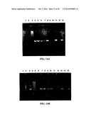 Expression of Protective Antigens in Transgenic Chloroplasts and the     Production of Improved Vaccines diagram and image