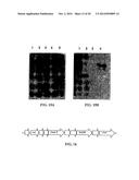 Expression of Protective Antigens in Transgenic Chloroplasts and the     Production of Improved Vaccines diagram and image