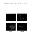 Expression of Protective Antigens in Transgenic Chloroplasts and the     Production of Improved Vaccines diagram and image