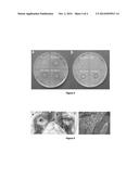 BIODEGRADABLE BONE FILLERS, MEMBRANES AND SCAFFOLDS CONTAINING COMPOSITE     PARTICLES diagram and image