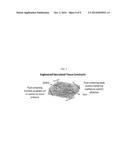 COMPOSITION FOR DELIVERY OF ANGIOGENESIS INDUCING MOLECULE AND ARTIFICIAL     TISSUE PREPARED BY THE COMPOSITION diagram and image