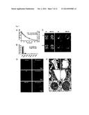 NANOPARTICLE COMPOSITIONS FOR GENERATION OF REGULATORY T CELLS AND     TREATMENT OF AUTOIMMUNE DISEASES AND OTHER CHRONIC INFLAMMATORY     CONDITIONS diagram and image