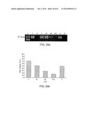 Isolation and Enrichment of Nucleic Acids on Microchip diagram and image