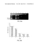 Isolation and Enrichment of Nucleic Acids on Microchip diagram and image