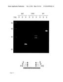 Methods for Multiplexing Recombinase Polymerase Amplification diagram and image