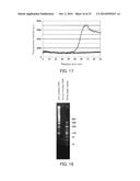 PRIMER SET, METHOD FOR AMPLIFYING TARGET NUCLEIC ACID SEQUENCE USING SAME,     AND METHOD FOR DETECTING MUTATED NUCLEIC ACID USING SAME diagram and image