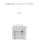 ELISA Detection of Urine DEK to Predict and Diagnose Bladder Cancer in     Humans diagram and image