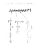 MOLECULAR FLUX RATES THROUGH CRITICAL PATHWAYS MEASURED BY STABLE ISOTOPE     LABELING IN VIVO, AS BIOMARKERS OF DRUG ACTION AND DISEASE ACTIVITY diagram and image