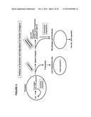 MOLECULAR FLUX RATES THROUGH CRITICAL PATHWAYS MEASURED BY STABLE ISOTOPE     LABELING IN VIVO, AS BIOMARKERS OF DRUG ACTION AND DISEASE ACTIVITY diagram and image