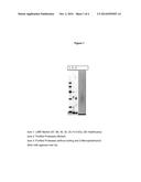 Polypeptides Having Protease Activity and Polynucleotides Encoding Same diagram and image