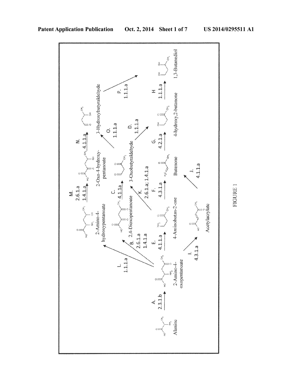 ORGANISMS FOR THE PRODUCTION OF 1,3-BUTANEDIOL - diagram, schematic, and image 02