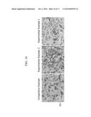 CONTAINER FOR CULTURING CELLS HAVING NANOSTRUCTURES, AND PREPARATION     METHOD THEREOF diagram and image