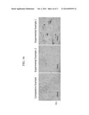 CONTAINER FOR CULTURING CELLS HAVING NANOSTRUCTURES, AND PREPARATION     METHOD THEREOF diagram and image