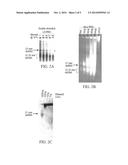 METHODS AND COMPOSITIONS RELATING TO POLYPEPTIDES WITH RNASE III DOMAINS     THAT MEDIATE RNA INTERFERENCE diagram and image