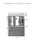 METHODS AND COMPOSITIONS FOR INDUCING APOPTOSIS BY STIMULATING ER STRESS diagram and image