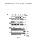 METHODS AND COMPOSITIONS FOR INDUCING APOPTOSIS BY STIMULATING ER STRESS diagram and image