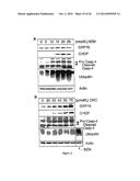 METHODS AND COMPOSITIONS FOR INDUCING APOPTOSIS BY STIMULATING ER STRESS diagram and image