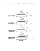 Using RNA-guided FokI Nucleases (RFNs) to Increase Specificity for     RNA-Guided Genome Editing diagram and image