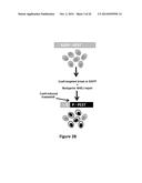 Using RNA-guided FokI Nucleases (RFNs) to Increase Specificity for     RNA-Guided Genome Editing diagram and image