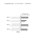 Using RNA-guided FokI Nucleases (RFNs) to Increase Specificity for     RNA-Guided Genome Editing diagram and image