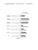 Using RNA-guided FokI Nucleases (RFNs) to Increase Specificity for     RNA-Guided Genome Editing diagram and image