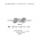 Using RNA-guided FokI Nucleases (RFNs) to Increase Specificity for     RNA-Guided Genome Editing diagram and image