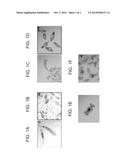 METHODS AND COMPOSITIONS FOR CONTROLLING ROTIFERS diagram and image