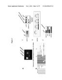 MITOCHONDRIAL-DERIVED PEPTIDE MOTS3 REGULATES METABOLISM AND CELL SURVIVAL diagram and image